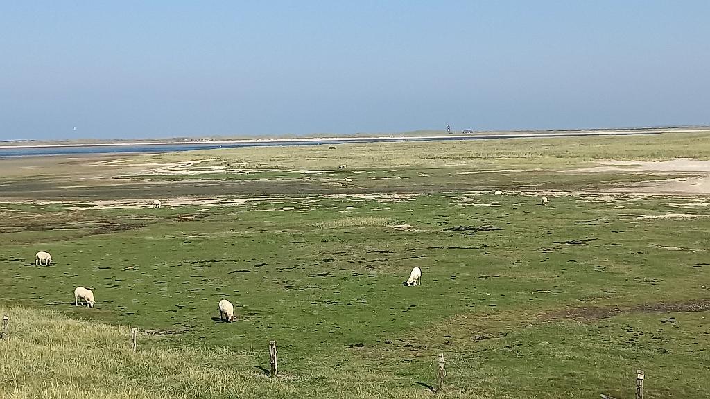 Sylt (90)